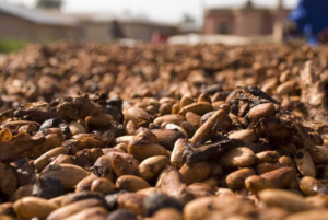 Cocoa prices fall as Ivory Coast cocoa supply increases