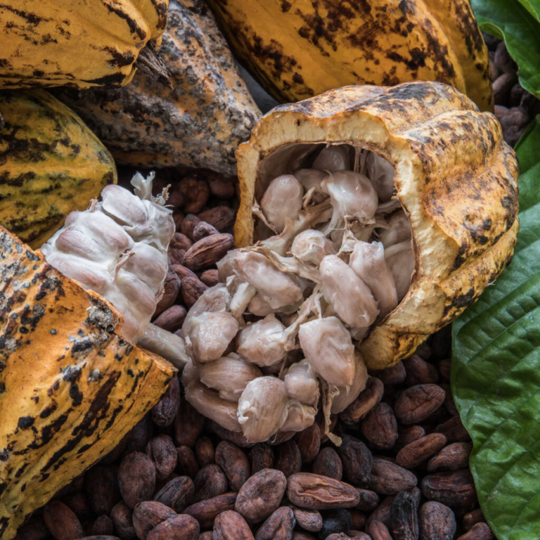 El Niño cocoa crop risks in Ghana and Ivory Coast