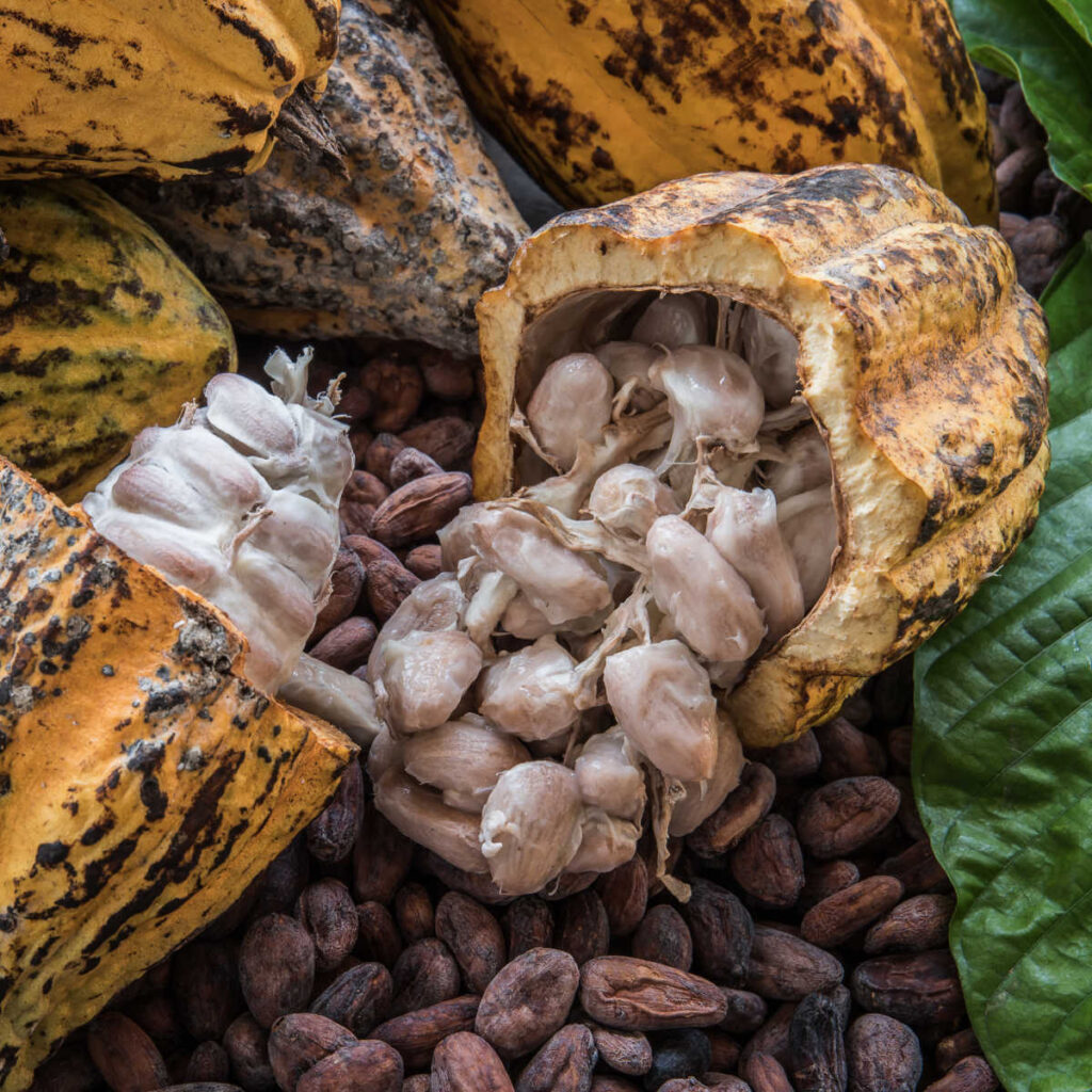 El Niño cocoa crop risks in Ghana and Ivory Coast